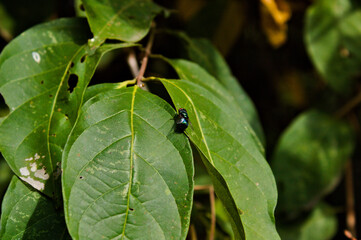 spider on leaf