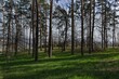 © Magdalena - Brzy na jaře v borovicovém lese,pod stromy prosvítá čerstvý zelený trávník.
