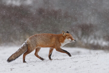 Wall Mural - Red fox in snowy weather during a winterday.