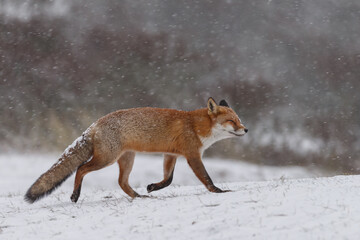Wall Mural - Red fox in snowy weather during a winterday.