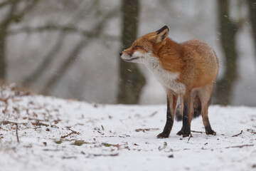 Wall Mural - Red fox in snowy weather during a winterday.
