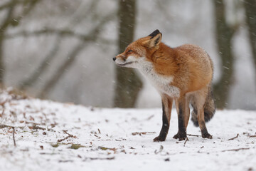 Wall Mural - Red fox in snowy weather during a winterday.