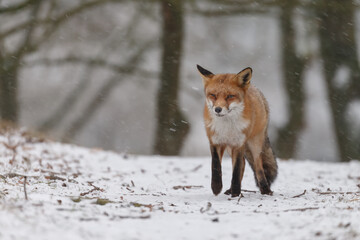 Wall Mural - Red fox in snowy weather during a winterday.
