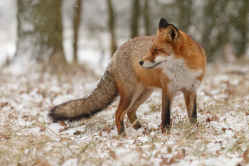 Wall Mural - Red fox in snowy weather during a winterday.
