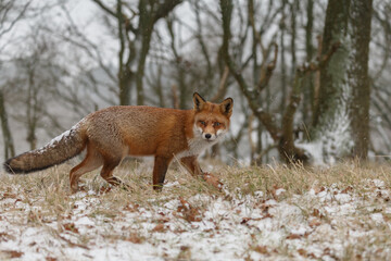 Wall Mural - Red fox in snowy weather during a winterday.