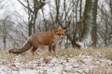 Wall Mural - Red fox in snowy weather during a winterday.