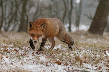 Wall Mural - Red fox in snowy weather during a winterday.