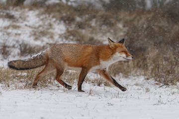 Wall Mural - Red fox in snowy weather during a winterday.