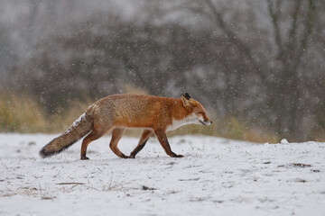 Wall Mural - Red fox in snowy weather during a winterday.