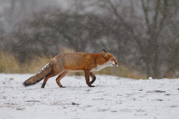 Wall Mural - Red fox in snowy weather during a winterday.
