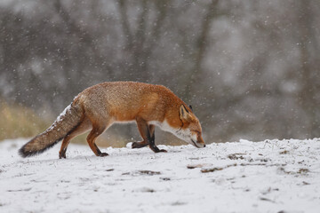 Wall Mural - Red fox in snowy weather during a winterday.