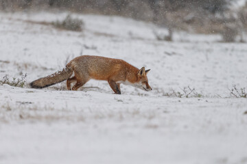 Wall Mural - Red fox in snowy weather during a winterday.