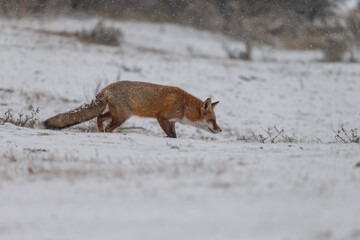 Wall Mural - Red fox in snowy weather during a winterday.