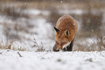Wall Mural - Red fox in snowy weather during a winterday.