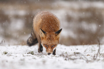 Wall Mural - Red fox in snowy weather during a winterday.