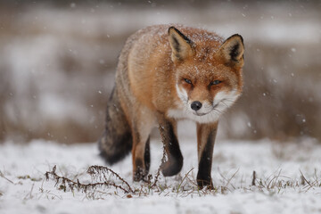 Wall Mural - Red fox in snowy weather during a winterday.