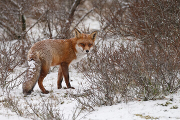 Wall Mural - Red fox in snowy weather during a winterday.