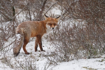 Wall Mural - Red fox in snowy weather during a winterday.