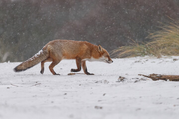 Wall Mural - Red fox in snowy weather during a winterday.