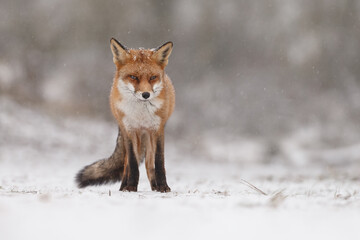 Wall Mural - Red fox in snowy weather during a winterday.