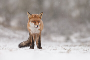 Wall Mural - Red fox in snowy weather during a winterday.