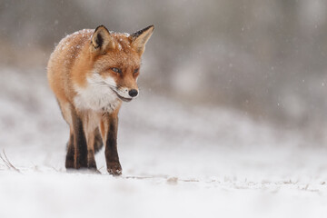 Wall Mural - Red fox in snowy weather during a winterday.