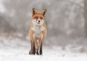 Wall Mural - Red fox in snowy weather during a winterday.