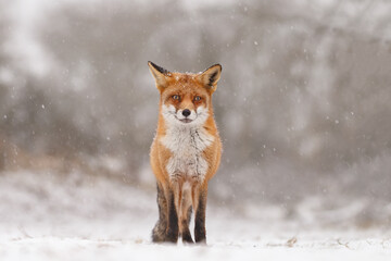 Wall Mural - Red fox in snowy weather during a winterday.