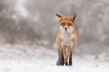 Canvas Print - red fox in snowy weather during a winterday.