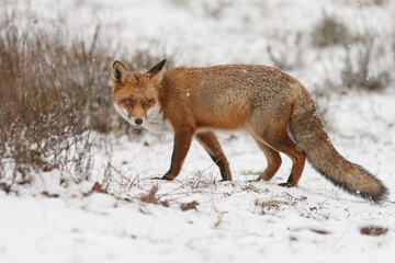 Wall Mural - Red fox in snowy weather during a winterday.