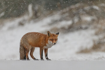Wall Mural - Red fox in snowy weather during a winterday.