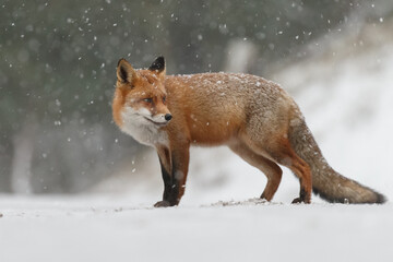 Wall Mural - Red fox in snowy weather during a winterday.