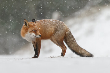 Wall Mural - Red fox in snowy weather during a winterday.