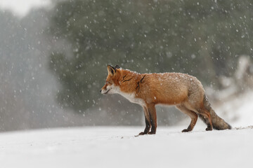 Wall Mural - Red fox in snowy weather during a winterday.