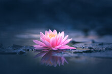 Pink Lotus Flower Or Water Lily Floating On The Water
