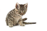 Fototapeta Koty - Small tabby (European Shorthair) kitten isolated on white background.