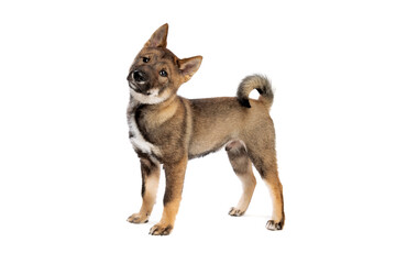 Wall Mural - Japanese Shikoku puppy dog