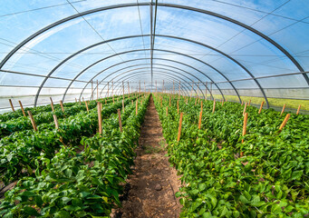 Wall Mural - Big greenhouse and rows of yellow pepper, growing vegetables