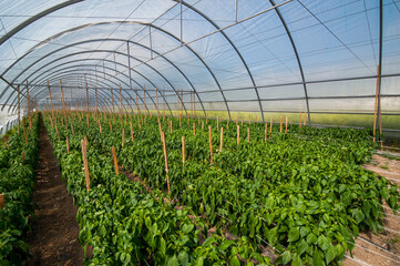 Wall Mural - Growing pepper in the greenhouse