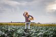 Farmer standing in cabbage field. Agricultural activity