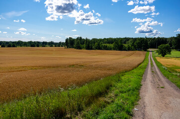 Grusvägen vid åkern.