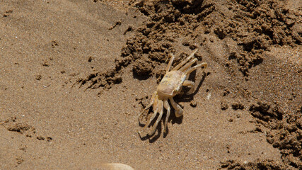 crab on the sand