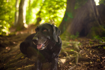 Black labrador retriever dog on a walk. Dog in the nature. Senior dog behind grass and forest. Old dog happy outside