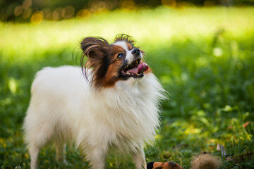 Wall Mural - Happy Papillon Dog in the garden with flowers.