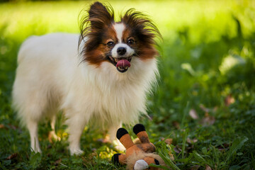 Wall Mural - Happy Papillon Dog in the garden with flowers.