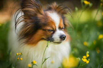 Wall Mural - Happy Papillon Dog in the garden with flowers.