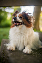 Wall Mural - Happy Papillon Dog in the garden with flowers.