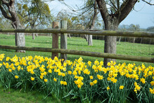 Springtime Daffodils In The Park