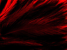 Beautiful Abstract Red Feathers On Dark Background And Black Feather Texture On Red Pattern And Red Background, Pink Feather Wallpaper, Love Theme, Wedding Valentines Day