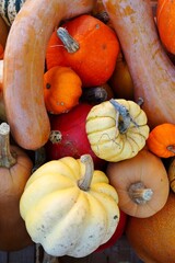 Wall Mural - Butternut squash and other fall pumpkins at the market